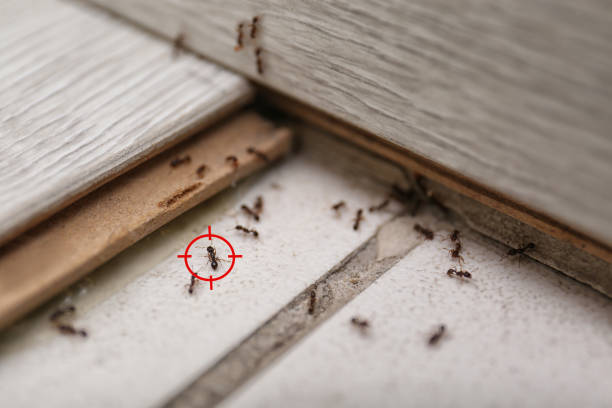 Best Residential Pest Control  in Huxley, IA